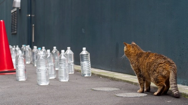 ペットボトルを活用した猫対策