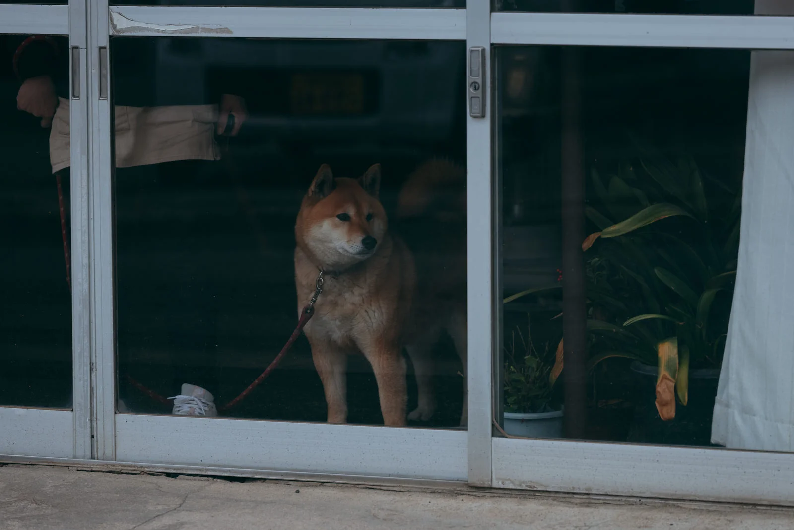 犬に噛まれた時に病院 行かない知恵袋01